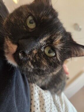 Meet your Posher, Lark